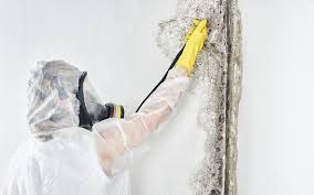 Professional Mold Prevention & Removal  in Sun Prairie, MT